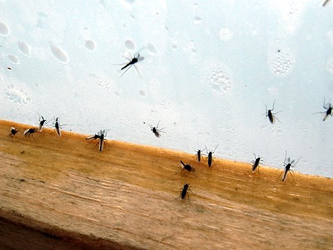 Fun with Fungus Gnats  Associated Group